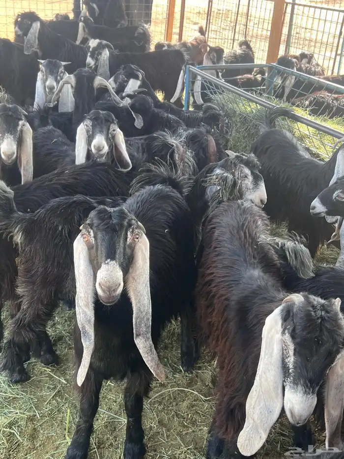 مراح جذعات عوارض تأسيس مراح 3