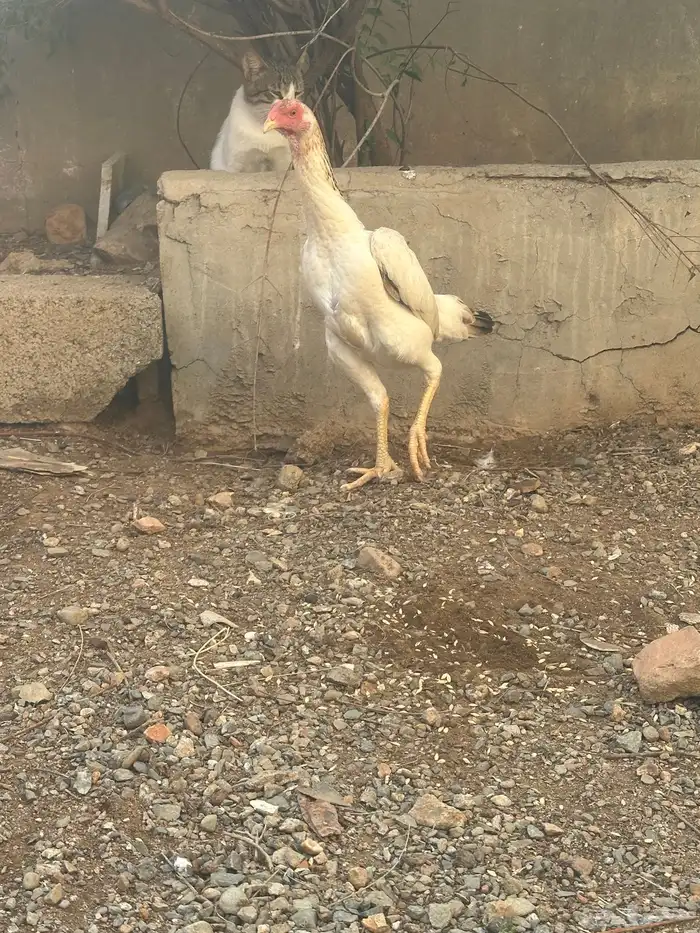 دجاج شامو ياباني 3