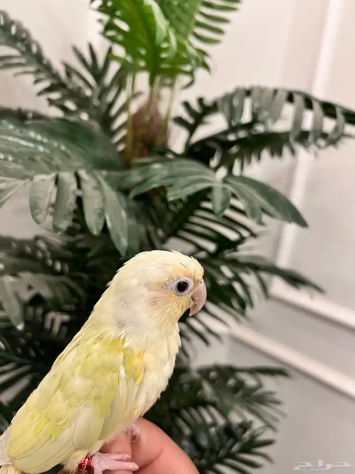 كنيور مون شيك هدد نشبه الليف حمامه 1