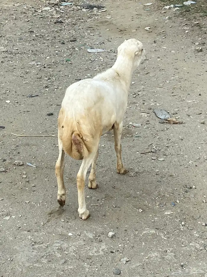 كبش 1