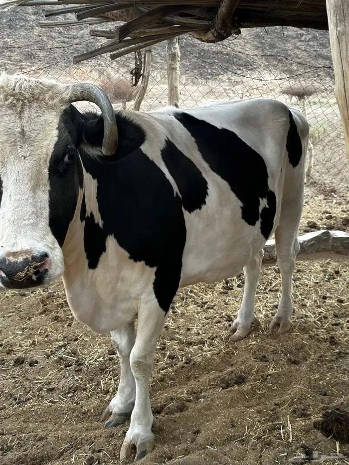 للبيع بقره هولنديه من سلالة الهولشتاين 3