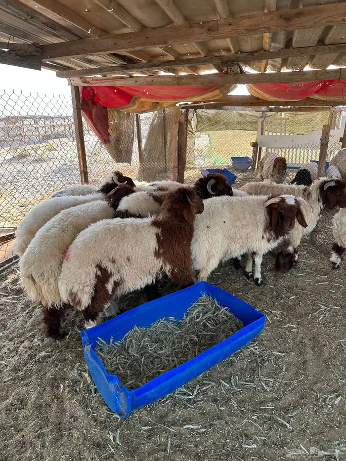 خرفان نعيم 2