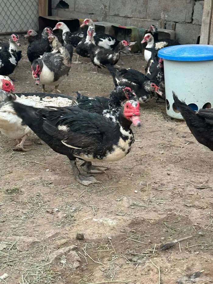 بط سوداني 4