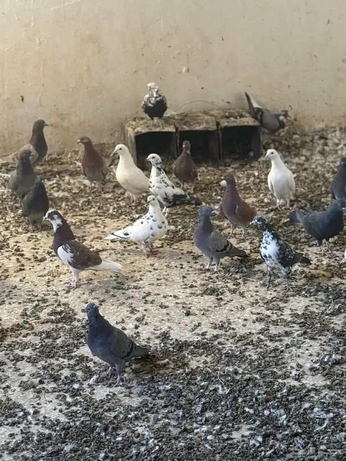 حمام فرنسي ومشكل 2