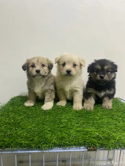 كلاب مالتيز جرواي index