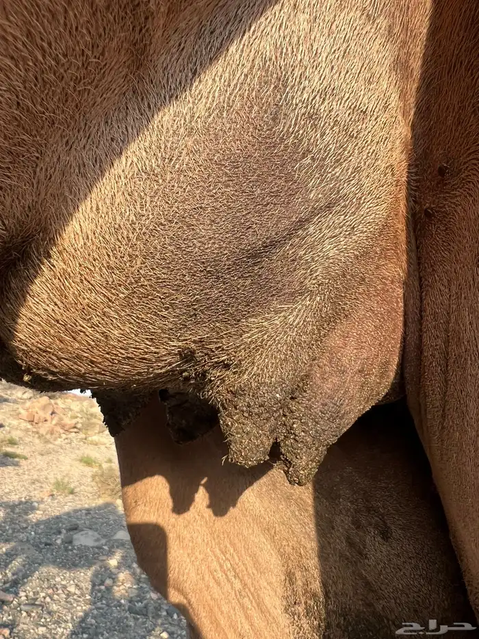 بكره ( ثنيه ) ملاقي 2