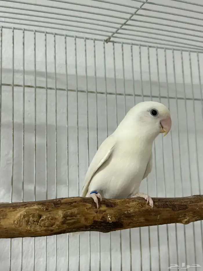 روز البينو 4