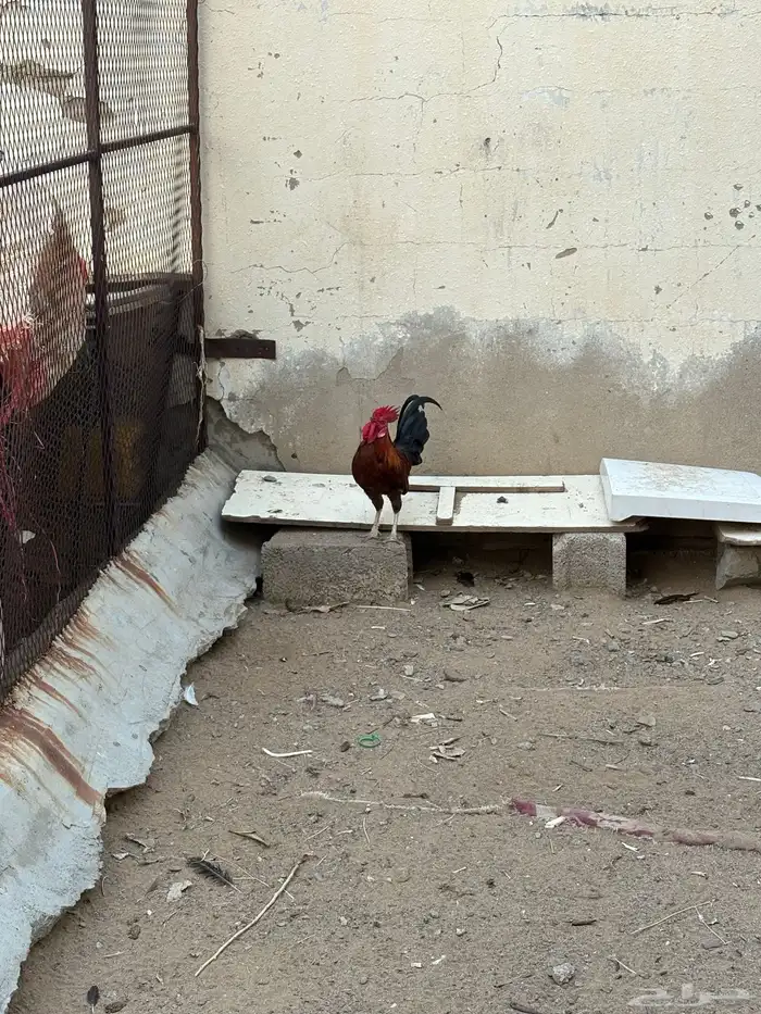 ديك بلدي 0