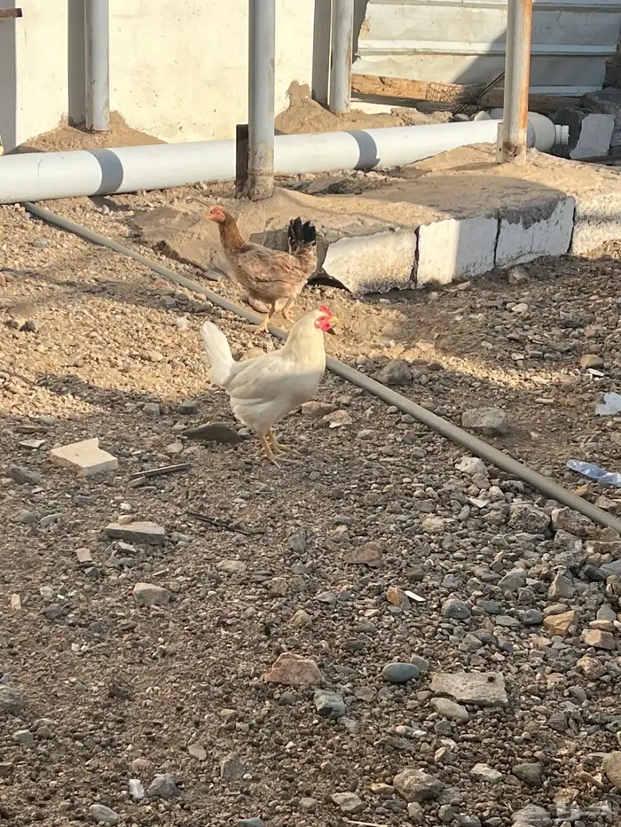 السلام عليكم عرضين دجاج وحمام 8