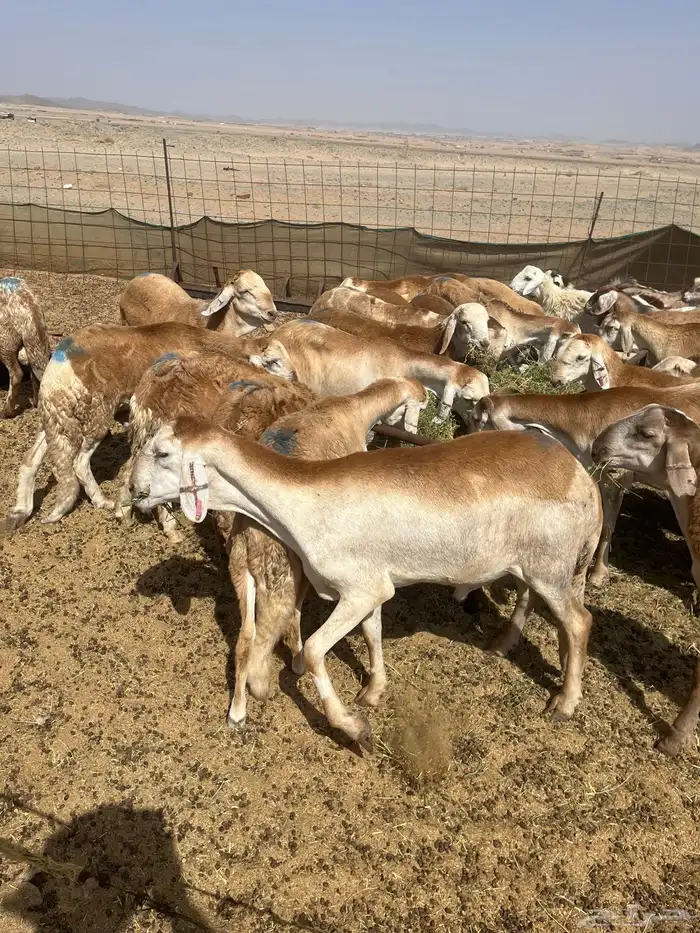 سواكني تربيه للمناسبات وثلاجه 3