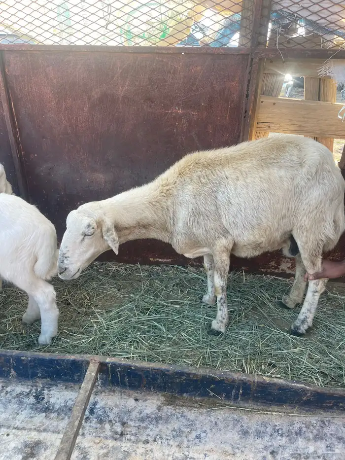 نعجه السن واضح 0