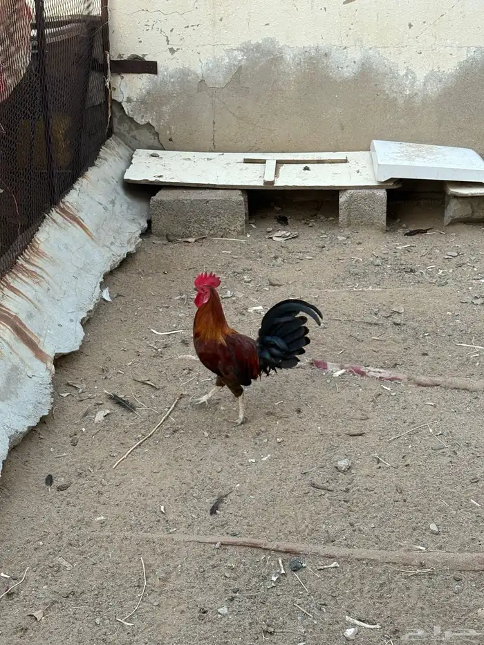 ديك بلدي 4