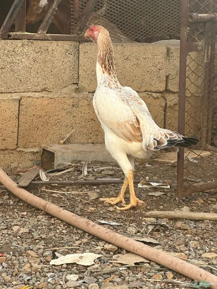 دجاج شامو ياباني 4