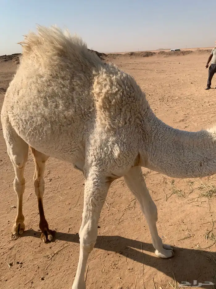 قعود ست شهور الخرج 7