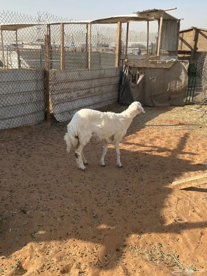 للبيع رخل جذعه مغلقه شحم شرط 3