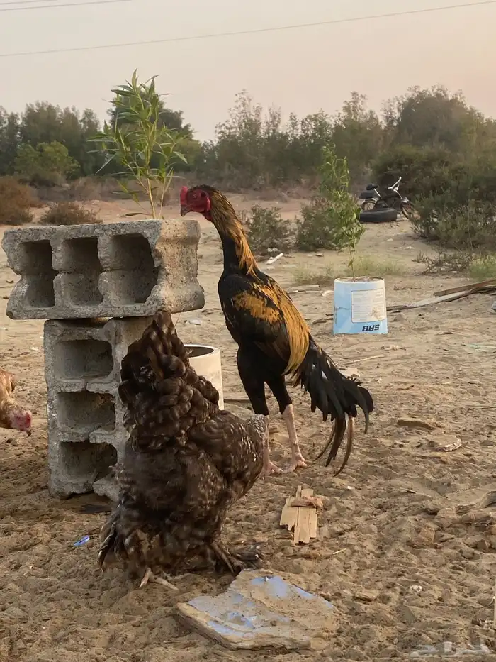 ديك بكستاني بطل 0