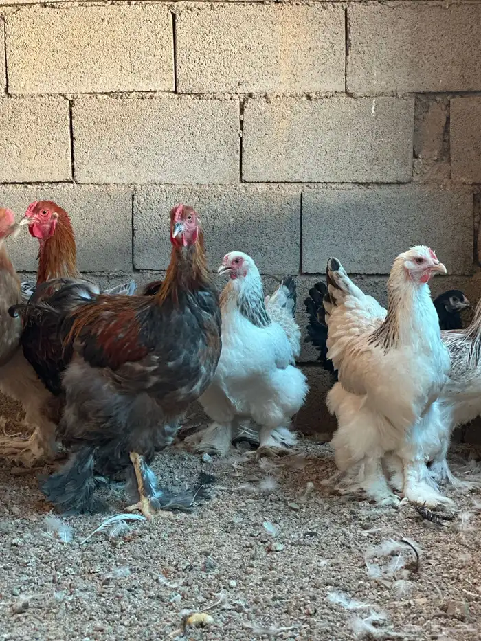 للبيع دجاج براهما بادي يبيض 1