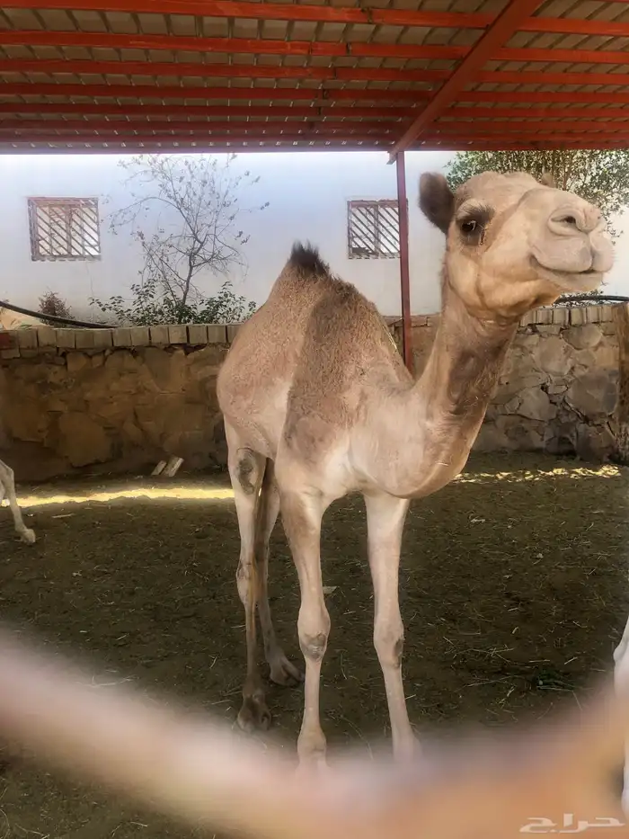 مفرود العمر سنه 2