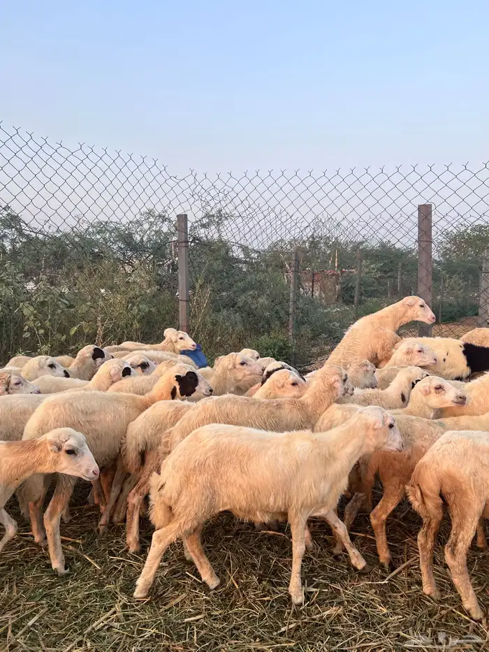 رخال رفيدي من 580 2