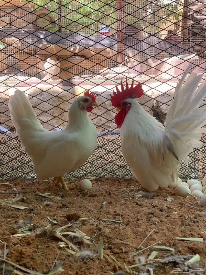 دجاج جابانيز ( تم البيع ) 2