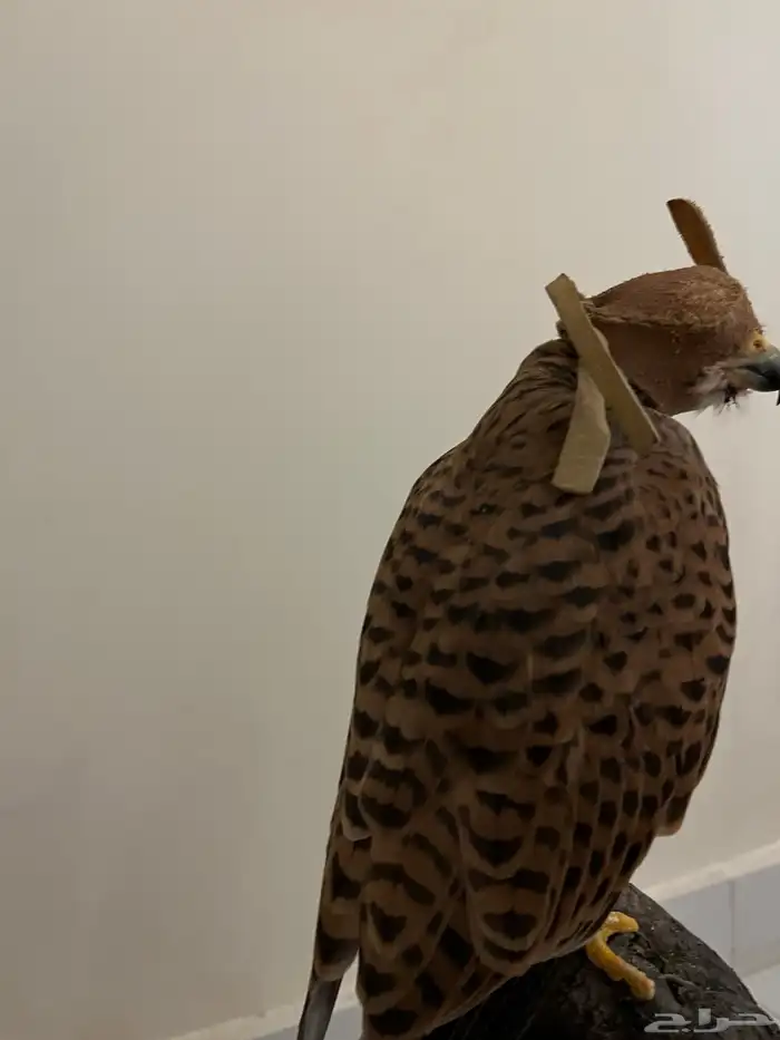 بأشق يركب على اليد 0