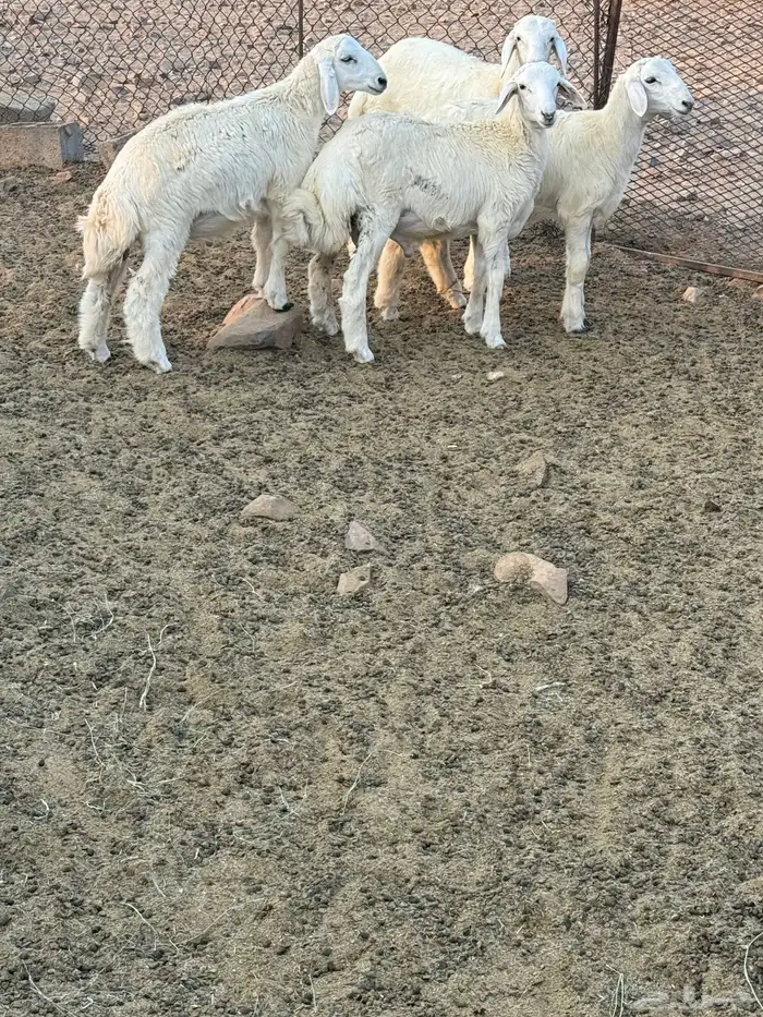 طليان عدد 5 بعمر شهرين ونص 1