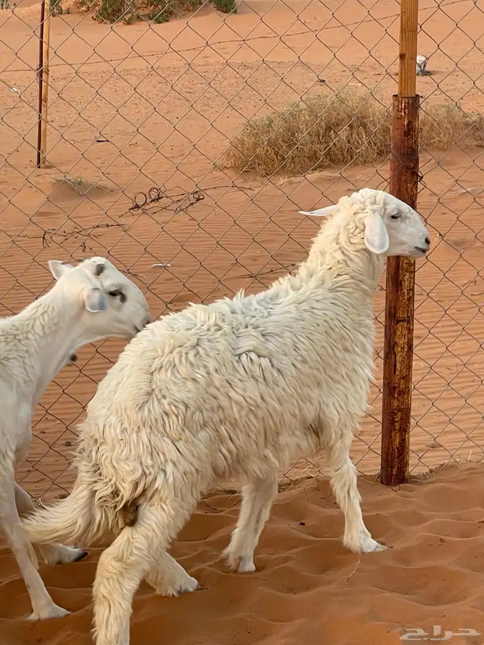 رخله طيبه جدا 1