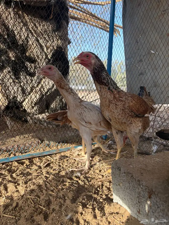 دجاجة باكستانية معها ثلاثة فروخ 3