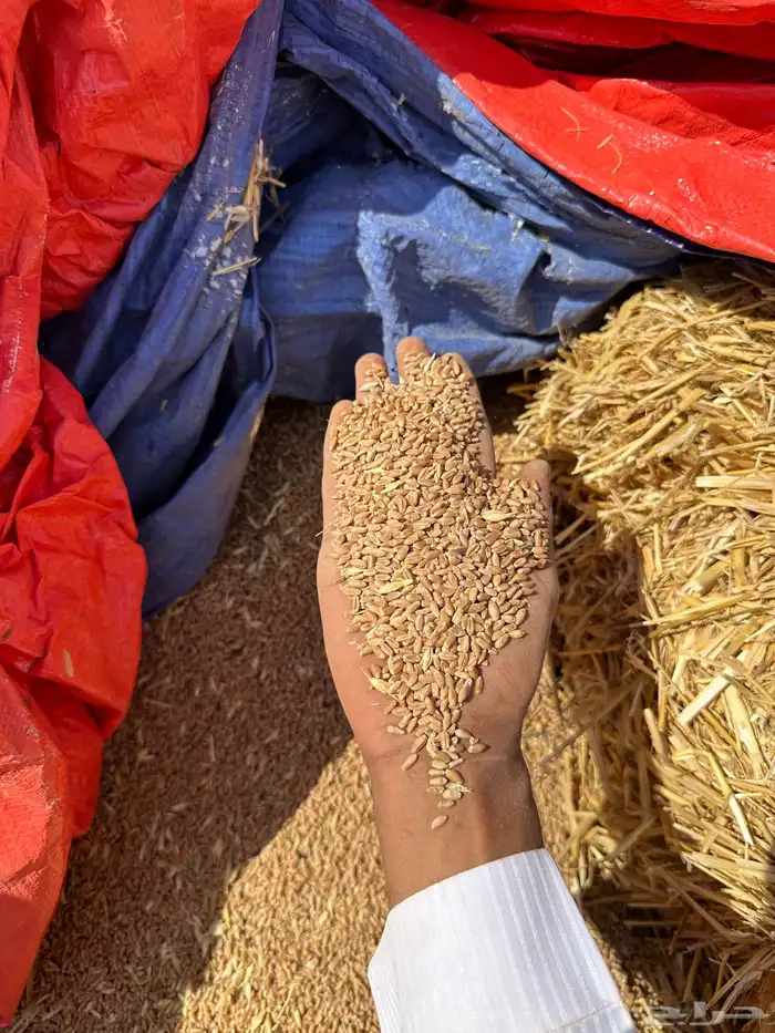 قمح سايب 600 طن السعر محمل 1420 1