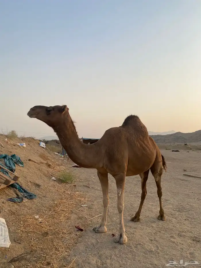 للبيع ناقه ساحليه حمرا دهما لقحه 8 شهور 0