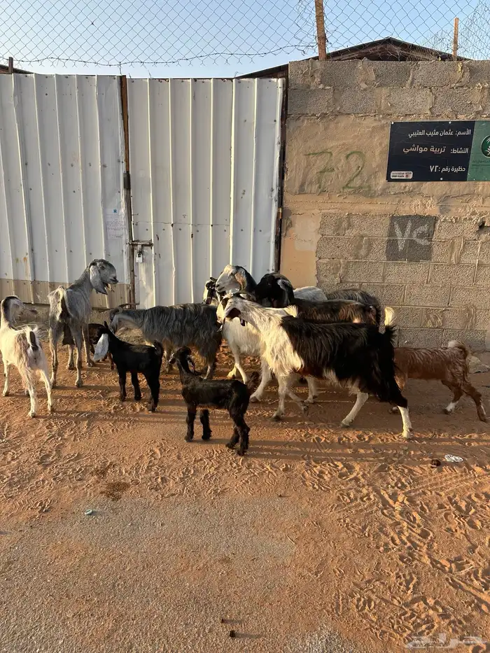 معزا متابيع 7 تحتها 6 1