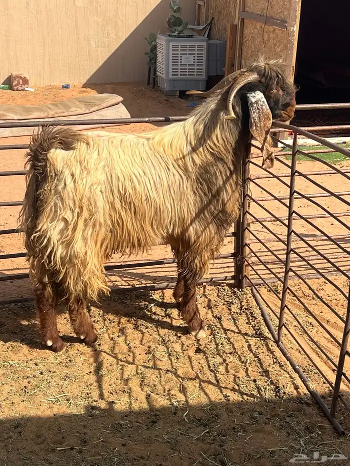 تيس قبرصي طيب شبب رباع شرط 2