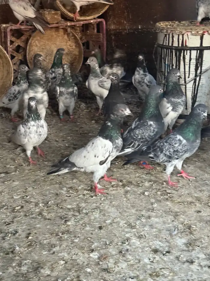 حمام باكستاني طيار توب طيار شرط دم صافي 1