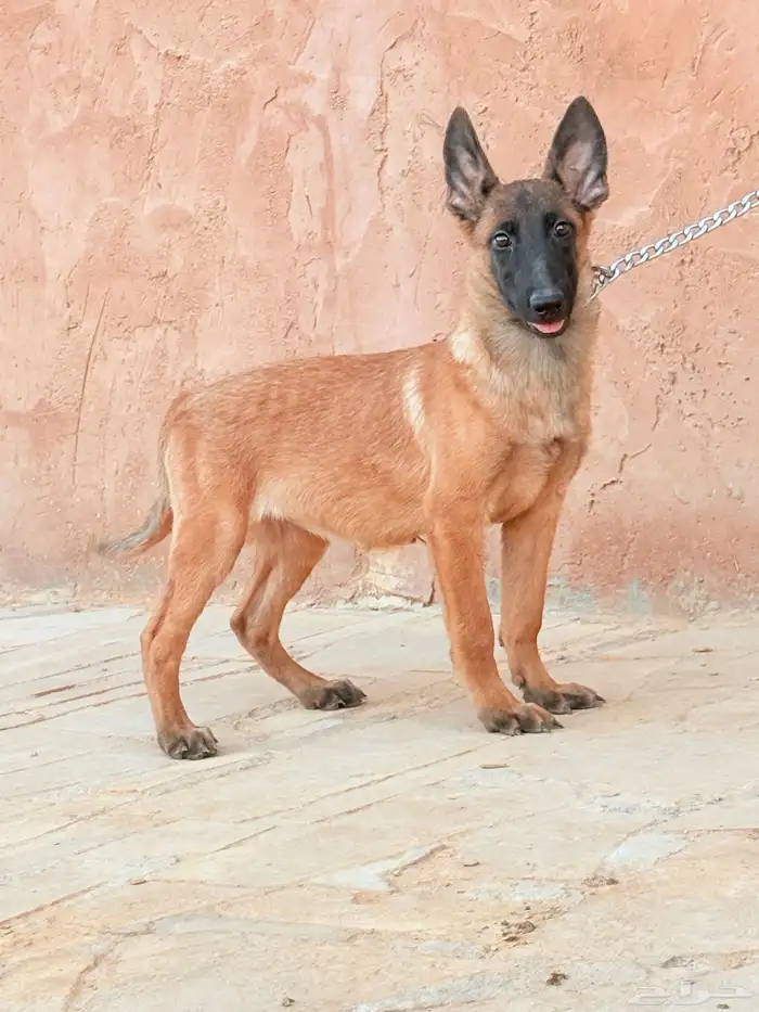 كلب مالينو 1