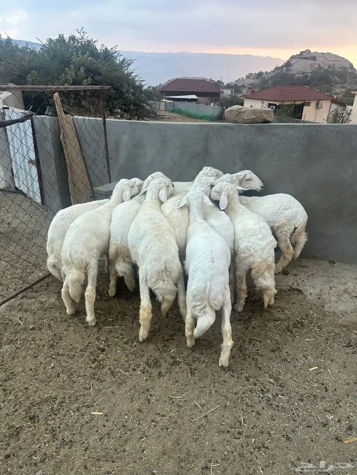 عشرة خرفان كفو للبيع في تنومة 0