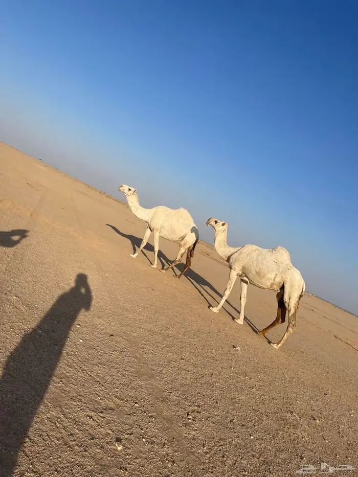 للبيع ضرايب كفووو 1