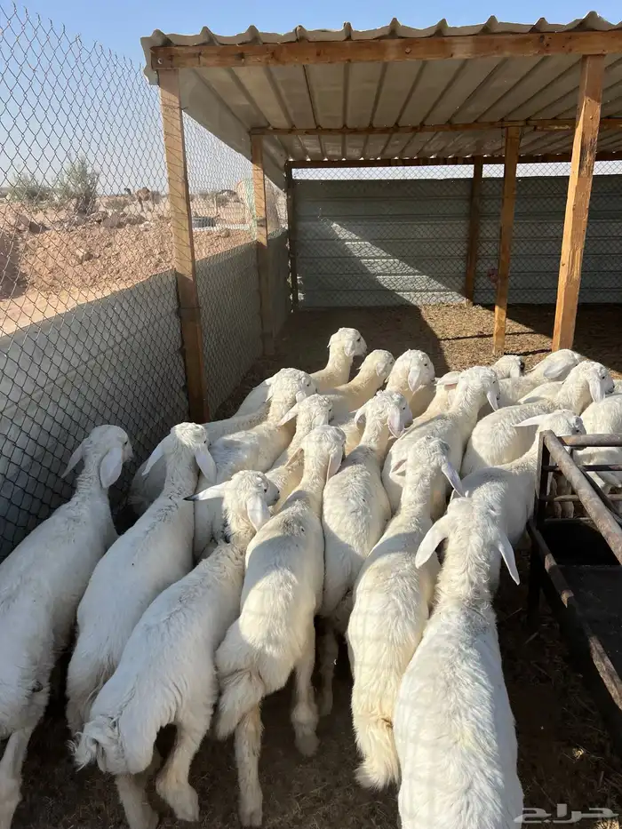حري طيب و نضاف 0