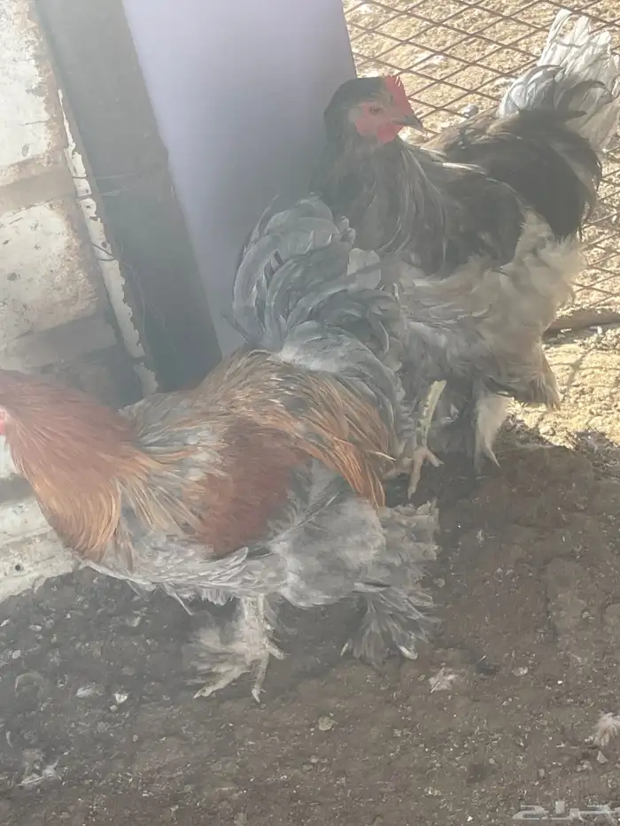 4براهم ديك للبيع 3