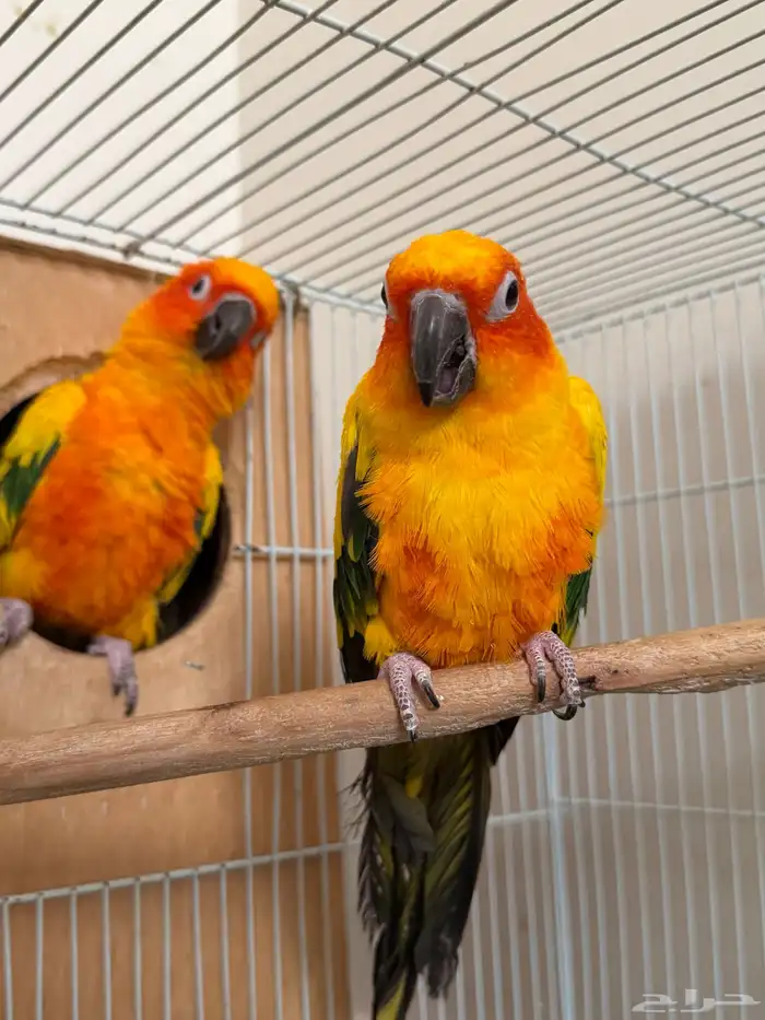 جوز صن كنيور 2