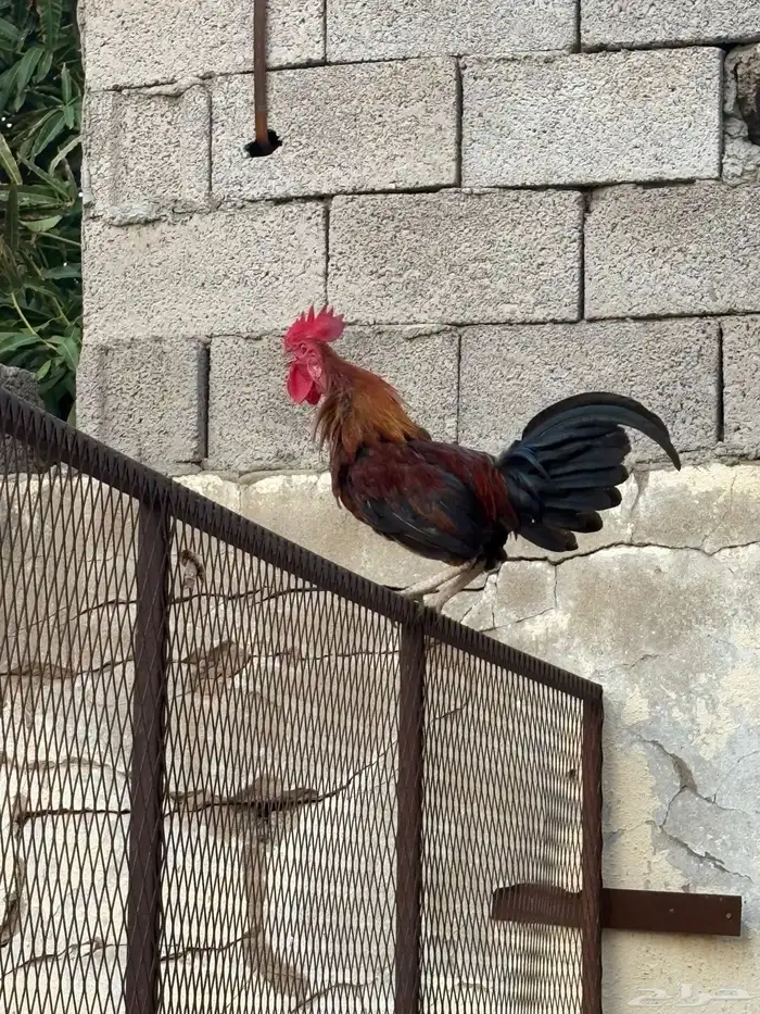 ديك بلدي 1
