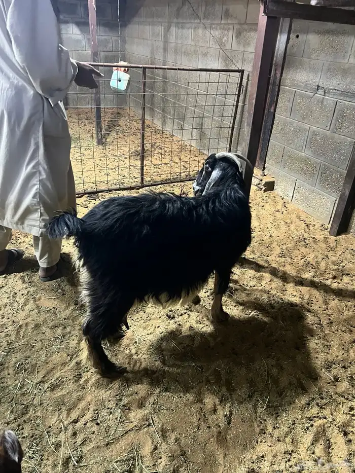 عنز متبع بثنين 1