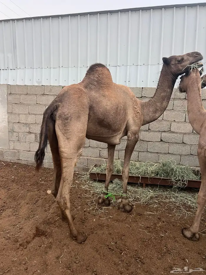 ابل عوادي وسواحل مراح واحد 2
