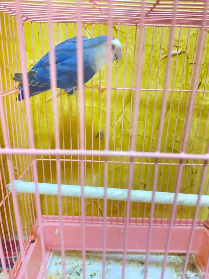 البيع روز أنثى العمر سنه 1