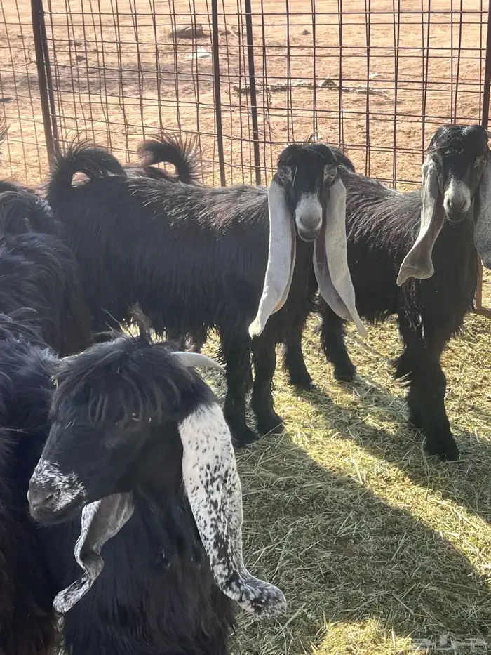 مراح جذعات عوارض تأسيس مراح 4