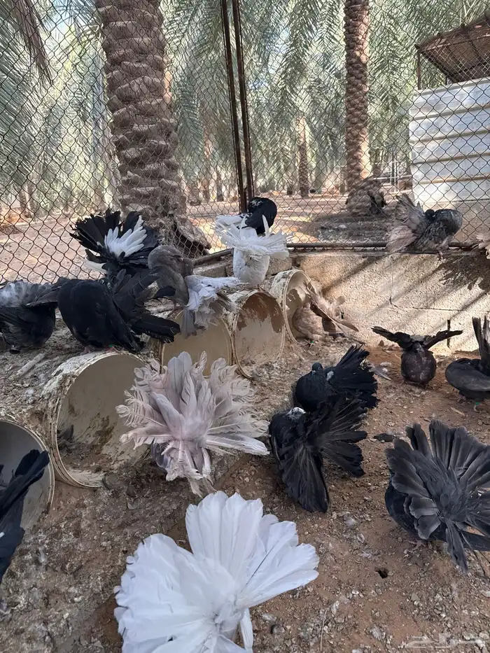 رقاصي هولندي منتج 2