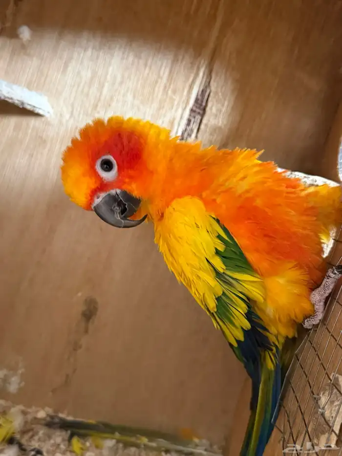 جوز صن كنيور 12