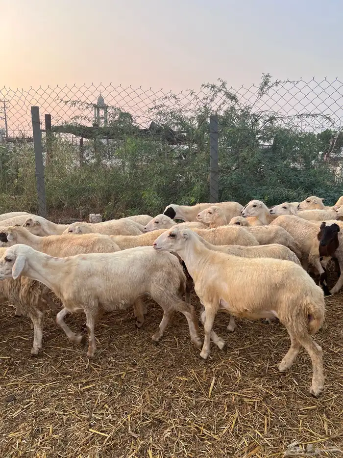 رخال رفيدي من 650 4
