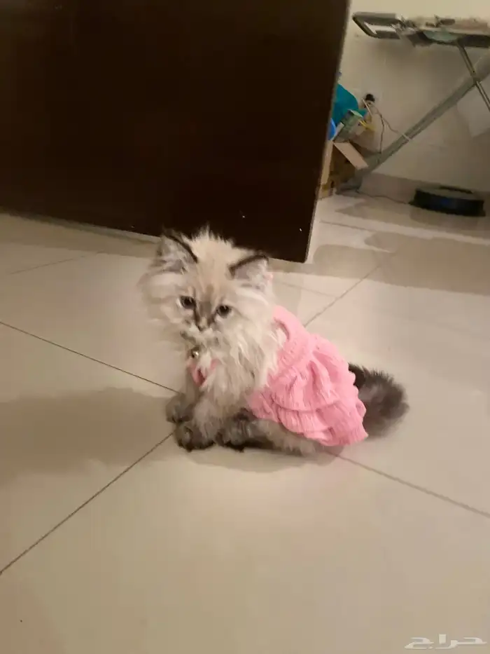 قطة هملايا 4