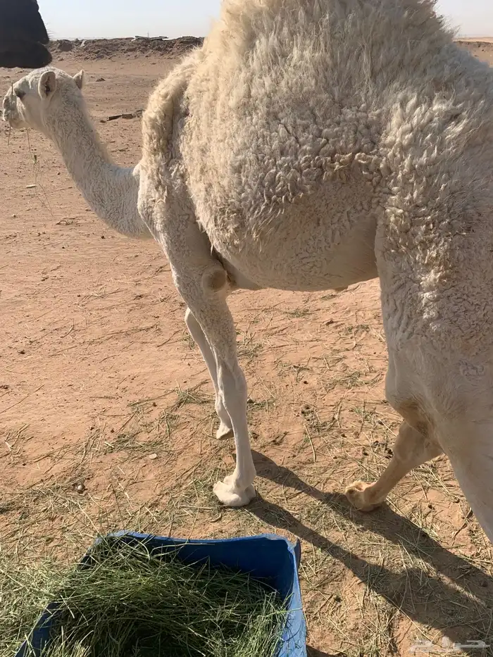 قعود ست شهور الخرج 8