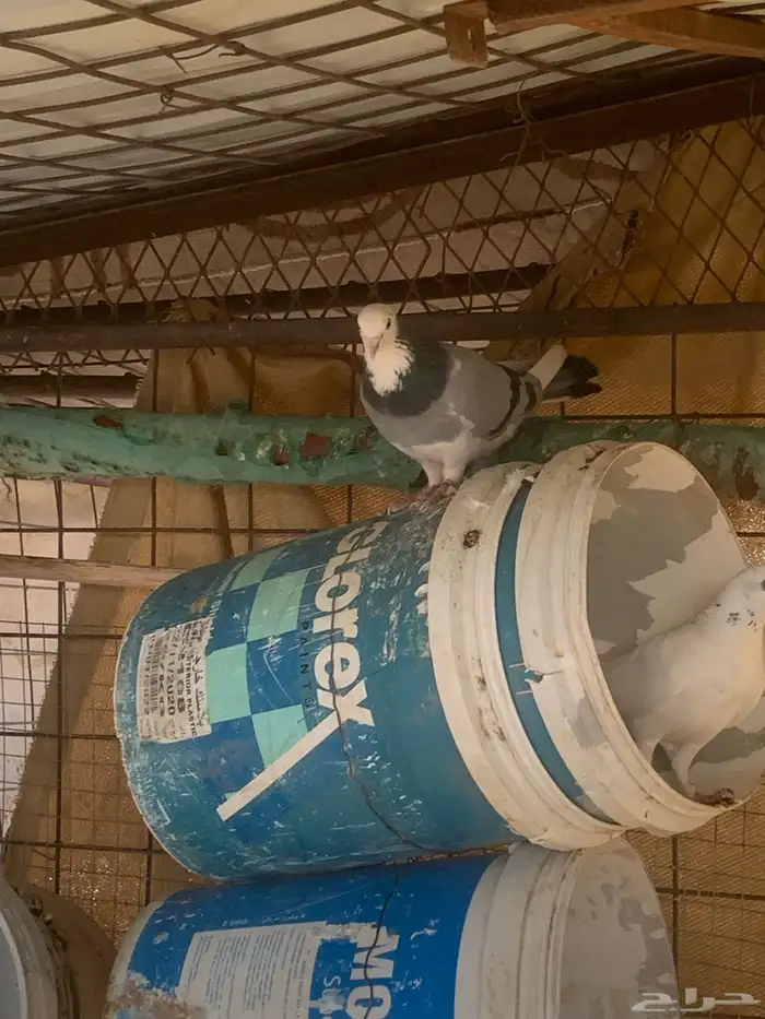 الببع حمام قطيفي 6